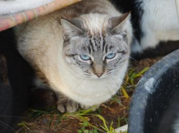 Amina Bild von Amina