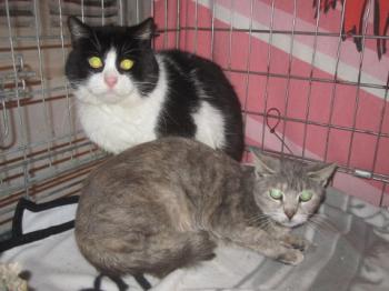 Bild von Abu