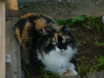Bild von Diva
