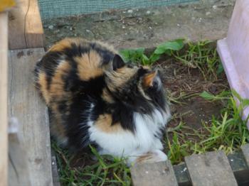Bild von Diva