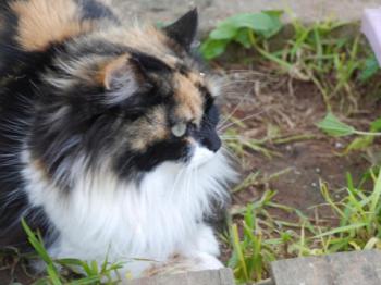 Bild von Diva