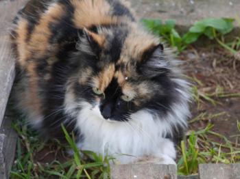Bild von Diva