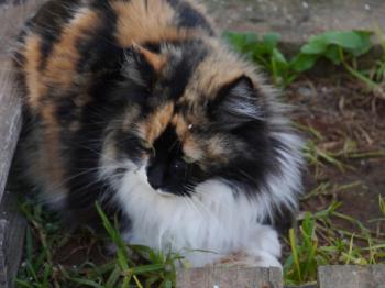 Bild von Diva