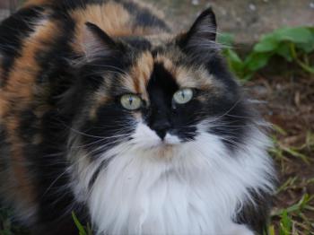 Bild von Diva