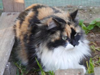 Bild von Diva