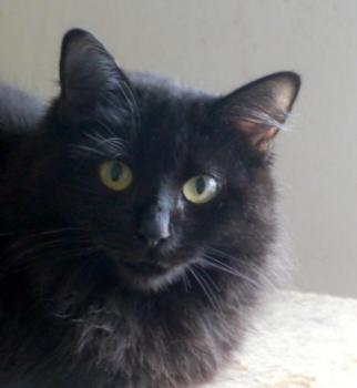Bild von Caritina