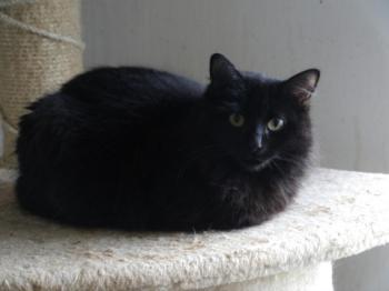 Bild von Caritina
