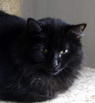 Bild von Caritina