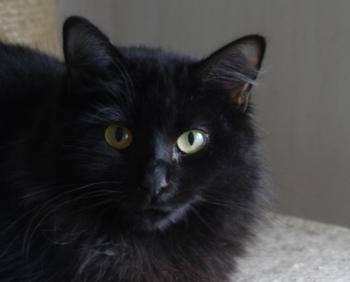 Bild von Caritina