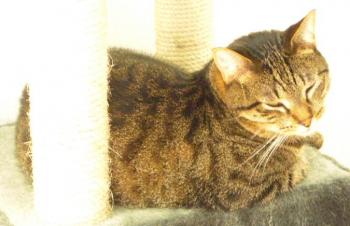 Chatri Bild von Chatri