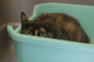 Zarina Bild von Zarina