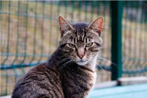 George Bild von George