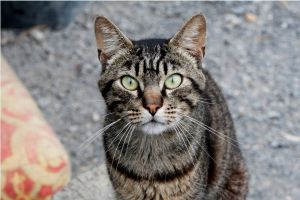 George Bild von George