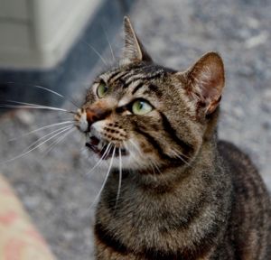 George Bild von George