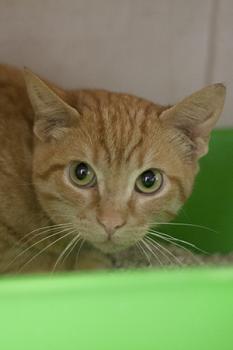 Guzman Bild von Guzman