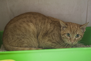 Guzman Bild von Guzman