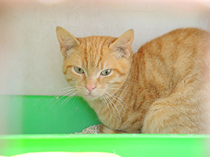 Guzman Bild von Guzman