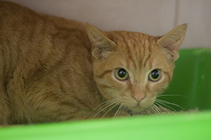 Guzman Bild von Guzman