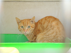 Guzman Bild von Guzman