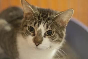 Tonetti Bild von Tonetti
