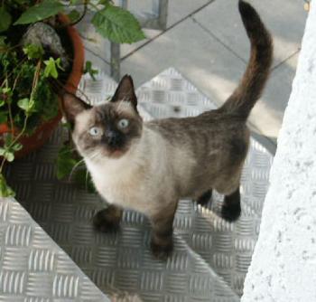 Simiu Bild von Simiu