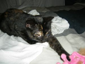 Triba Bild von Triba
