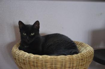 Bild von Lilith