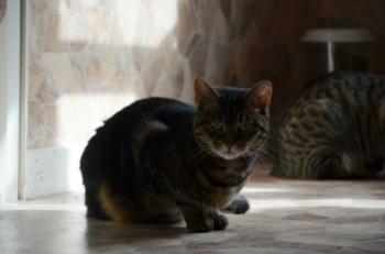 Nala Bild von Nala