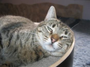 Gipsy-Mimi Bild von Gipsy-Mimi