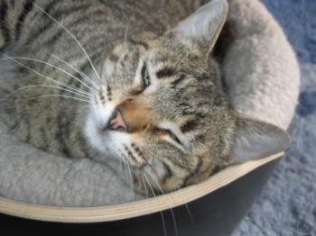 Gipsy-Mimi Bild von Gipsy-Mimi