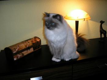 Shari Bild von Shari