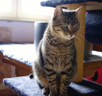 Gipsy-Mimi Bild von Gipsy-Mimi