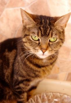 Nala Bild von Nala