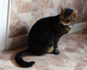 Nala Bild von Nala