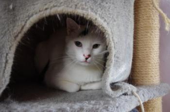 Talion Bild von Talion