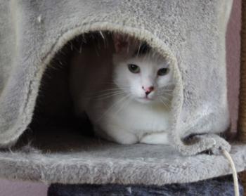 Talion Bild von Talion