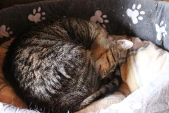 Gipsy-Mimi Bild von Gipsy-Mimi