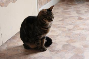 Nala Bild von Nala