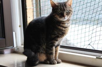 Nala Bild von Nala