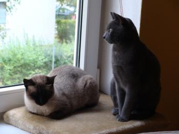 Bailey und Azul Bild von Bailey