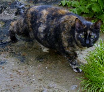 Rosalind Bild von Rosalind