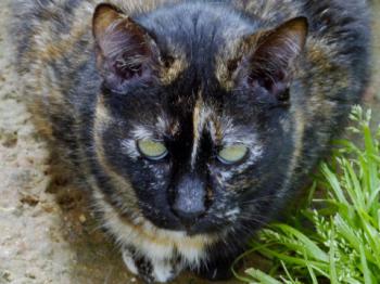 Rosalind Bild von Rosalind