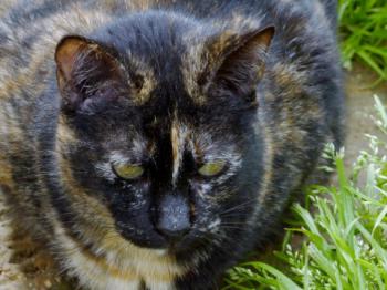 Rosalind Bild von Rosalind