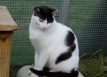 Bild von Joy