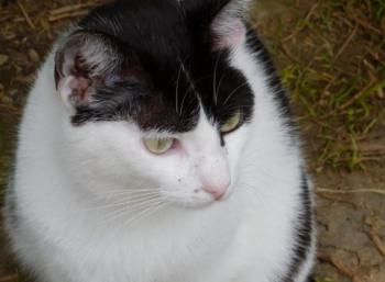 Bild von Joy