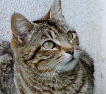 Colette Bild von Colette