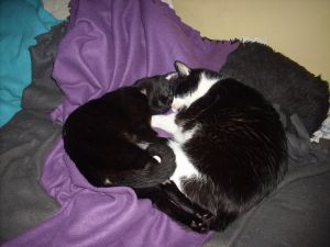 Bagheera Bild von Bagheera