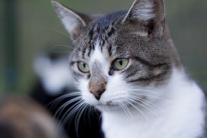 Tonetti Bild von Tonetti