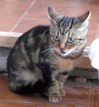Nacho Bild von Nacha