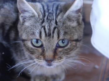 Nacho Bild von Nacha